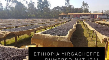 Origin Spotlight: Ethiopia Yirgacheffe Dumerso