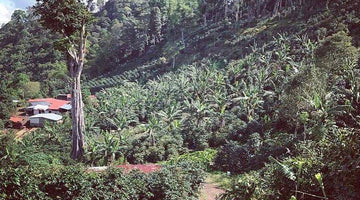 Coffee at the Source: Deep in Nicaragua’s Rainforests