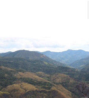 Peru Alto Pirias