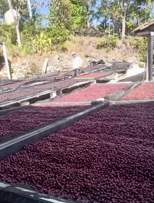 El Salvador 'Sugar Maples' Farm