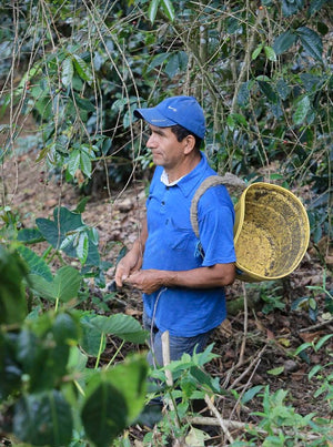 Peru Alto Pirias