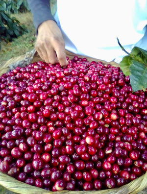 El Salvador 'Sugar Maples' Farm